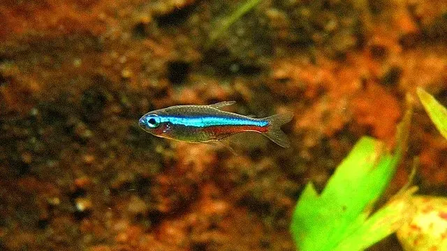 Small fish with blue and red stripes swims right in a blurry aquarium with brown and green accents